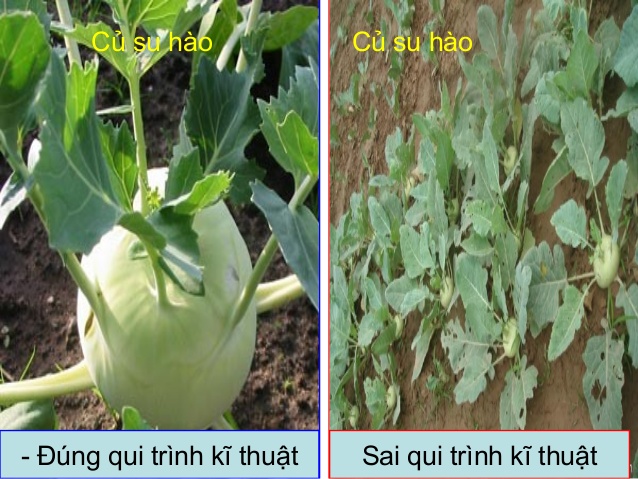 So sánh thường biến và đột biến: những điểm giống và khác nhau - Thương Hiệu & Công Luận