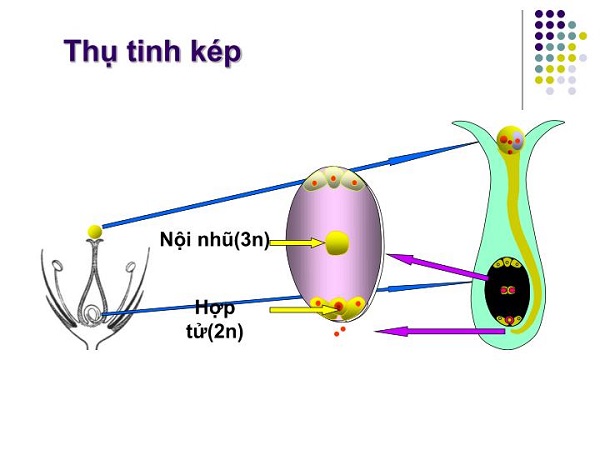 thụ tinh kép là gì và quá trình thụ tinh kép ở thực vật xảy ra như thế nào